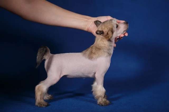 Fiery Fame Youth Dew