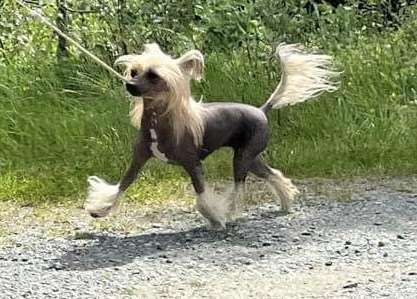 Zanevi's Sweet as Hell