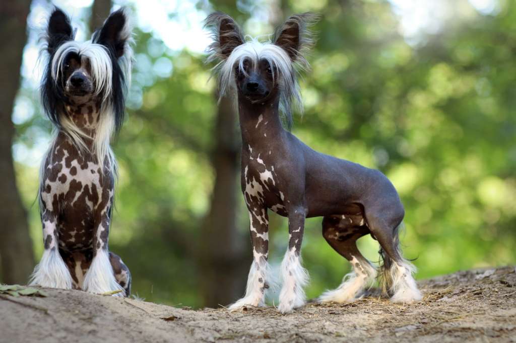 Quillu Suntu Huaraca