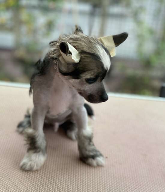 Yakushi von Shinbashi