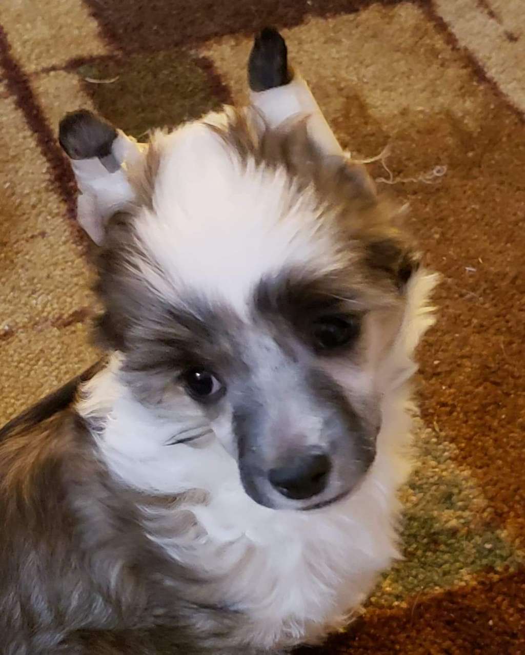 Altacrest's Thanks for Noticing