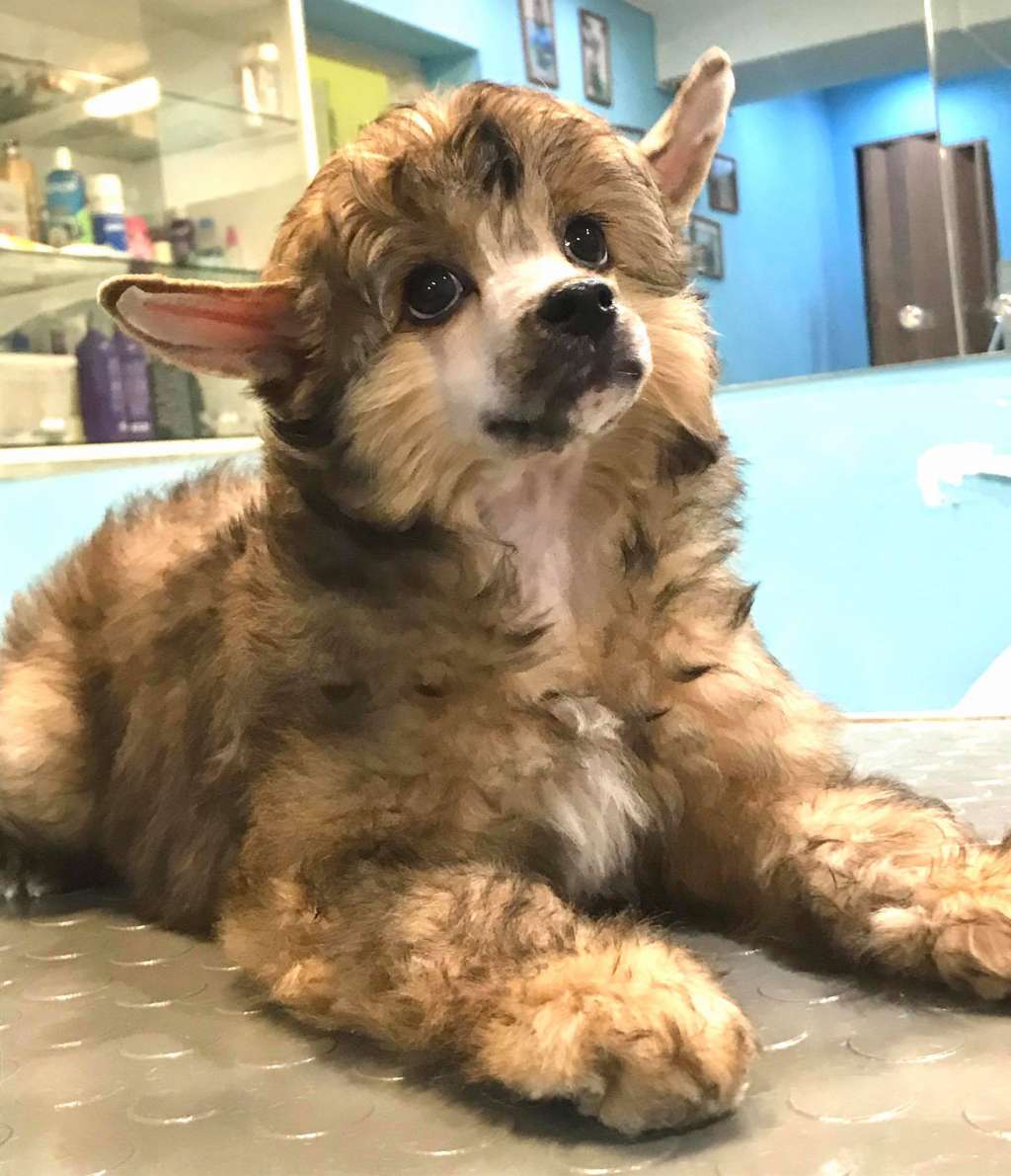 Rolana Family Galantea