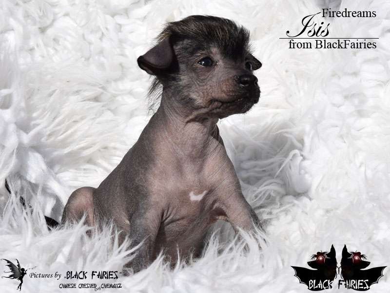 Firedreams Isis from BlackFairies