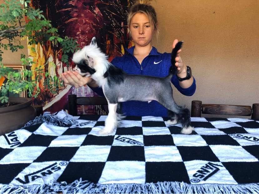 Krescendo Great Expectations