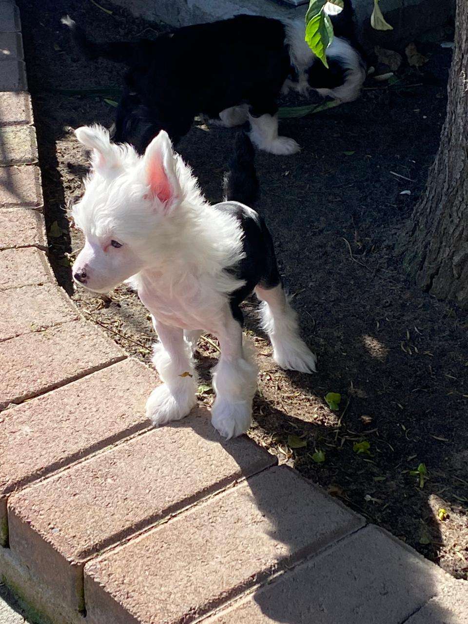 Krescendo Guardian of the Galaxy