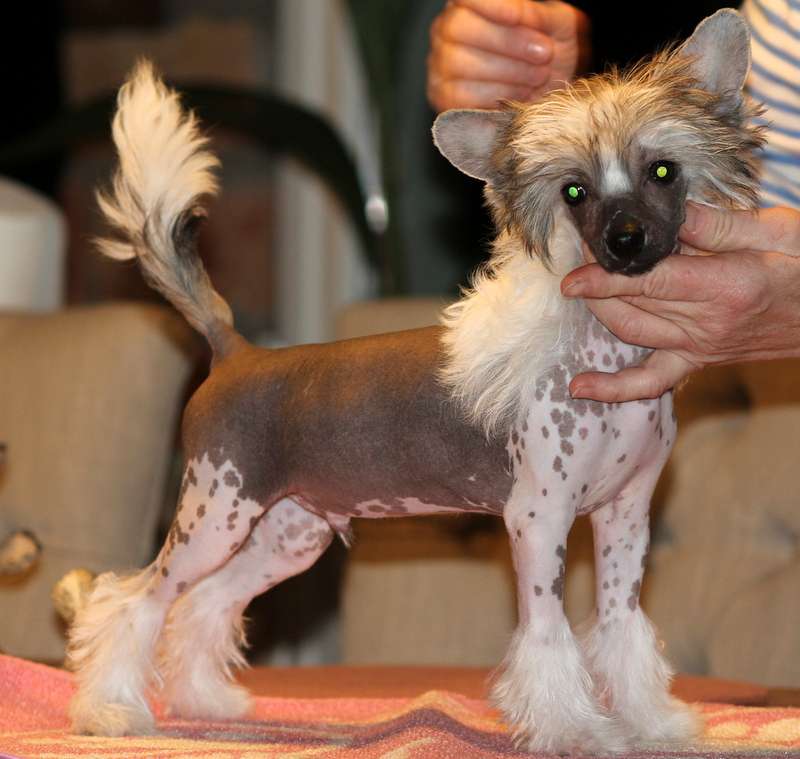 Solino's Rock the ring I'm the king