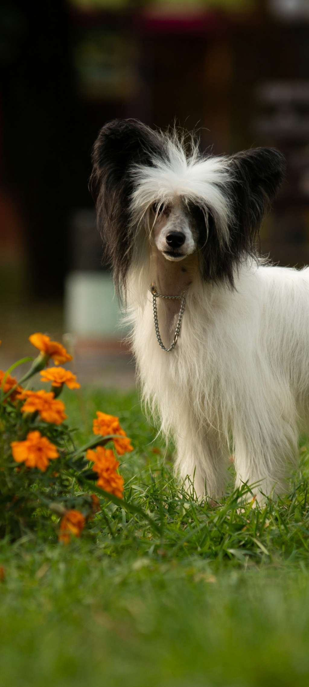 Kingston Planet Of Dream