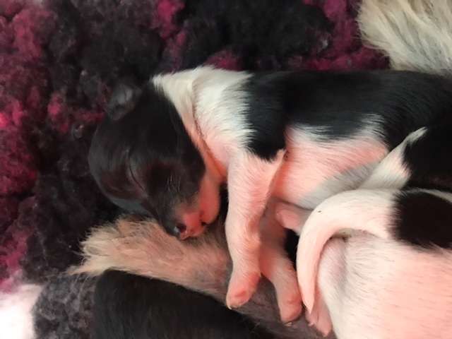 Hottie Tots High Hopes