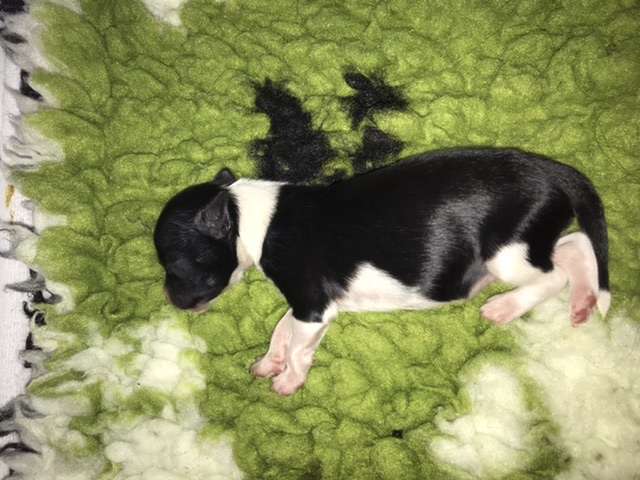 Hottie Tots Happy Hipster