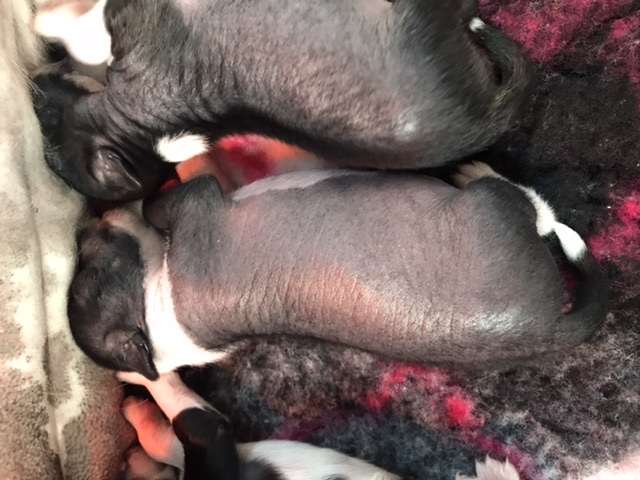 Hottie Tots Headhunted