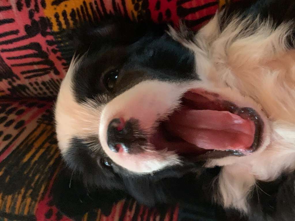 The Lion Lady's Flashy Payton Mukushi Enduro