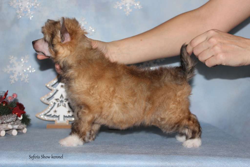 Sofiris Show New Found Love