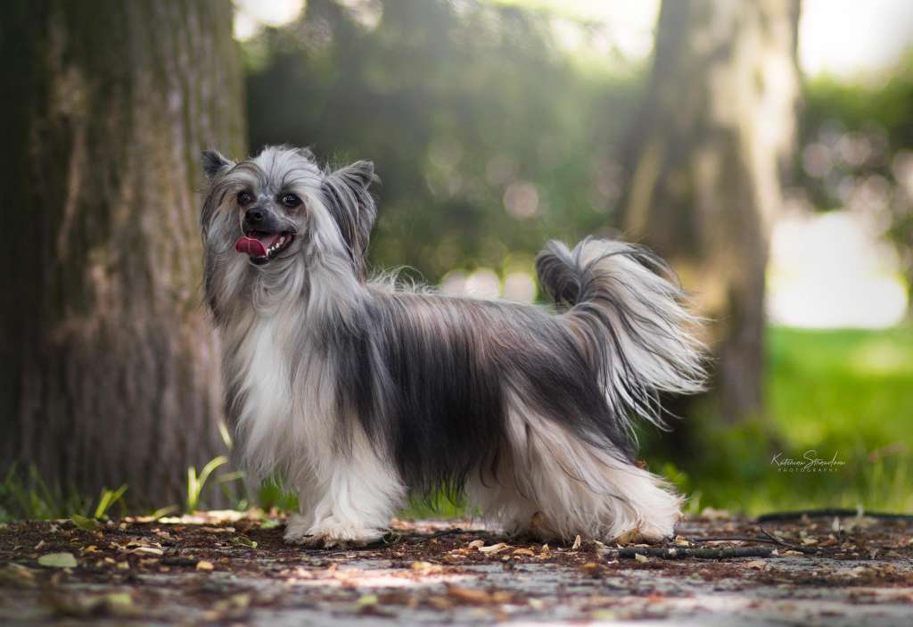 Oriana z Pulnocního dvora