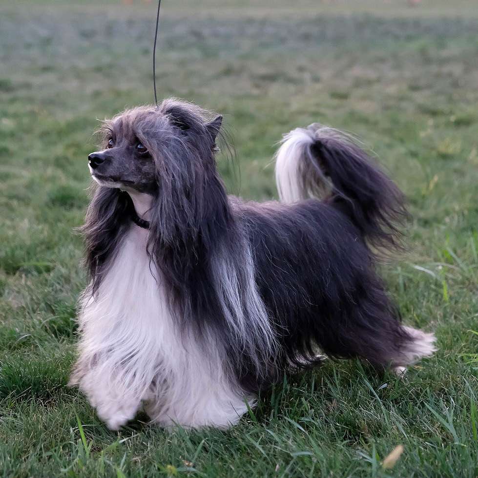 Lance Harty El Tiola