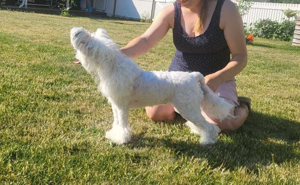 Jean Dark Winter Melody