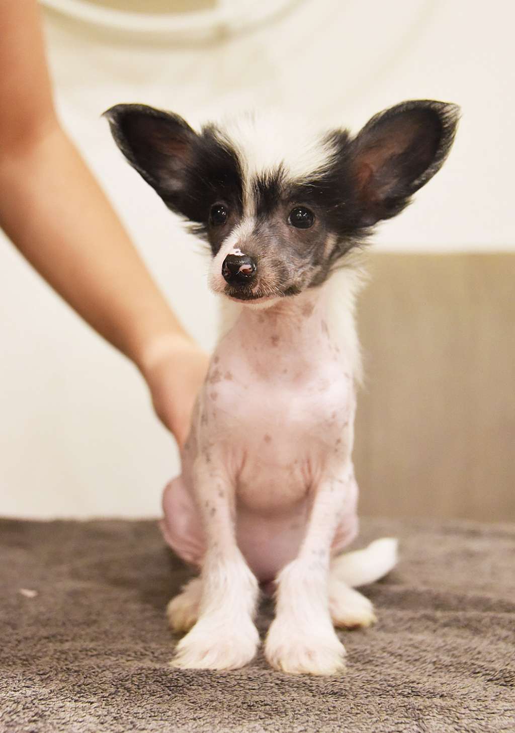 Jean Dark Waiting for June