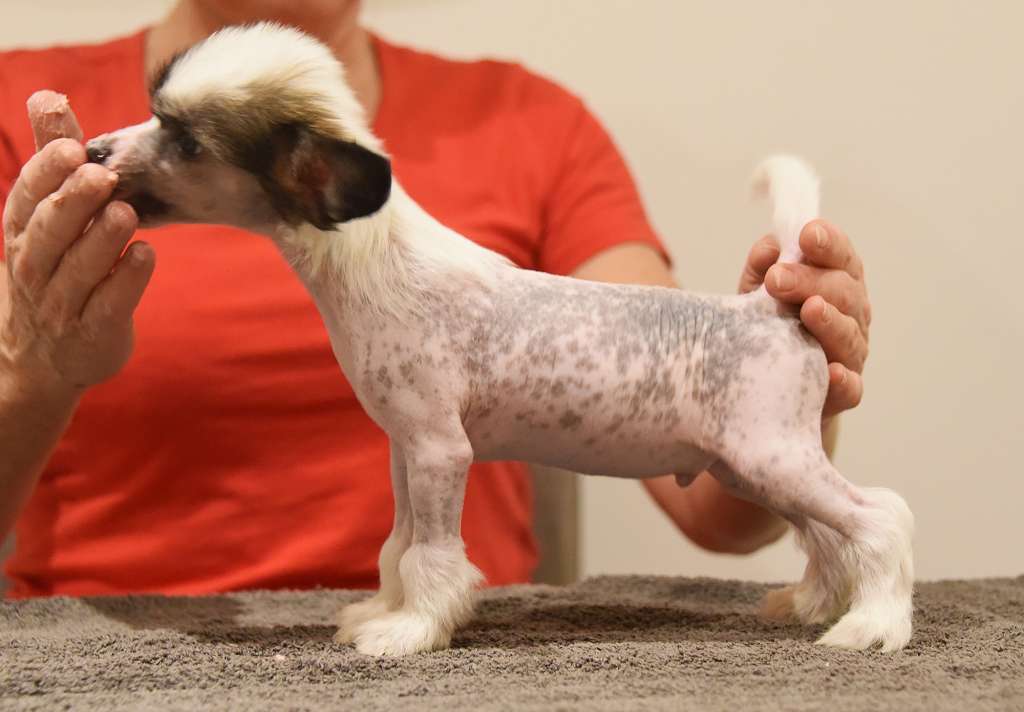 Jean Dark Whistleblower