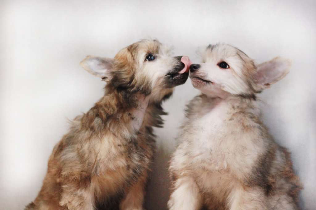 Ksolo Club Kotopes Kovalski