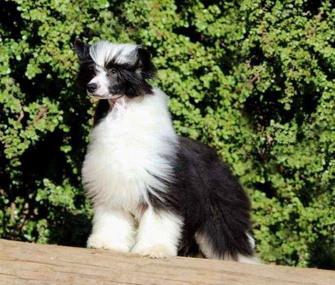 Kountrytyme Black Pepper