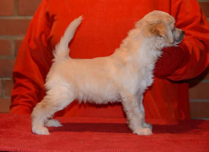 Sasquehanna (FCI) Nektar