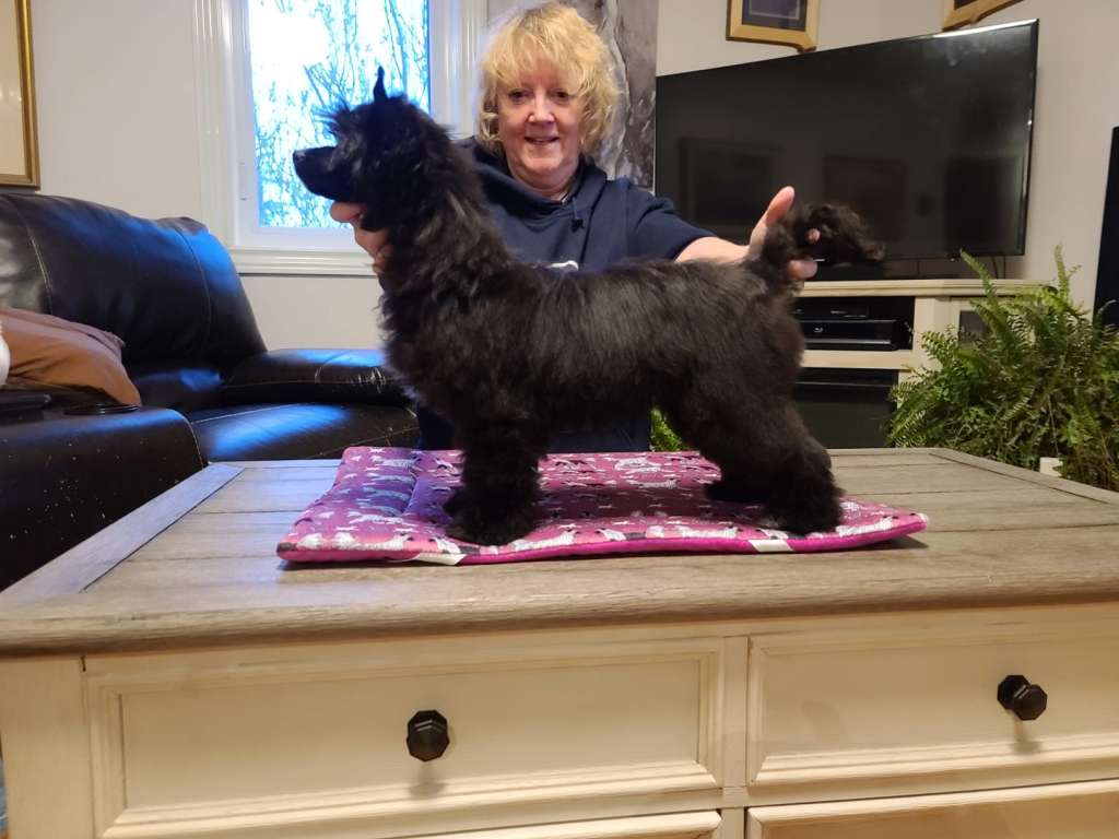 Shantel's Witches Brew