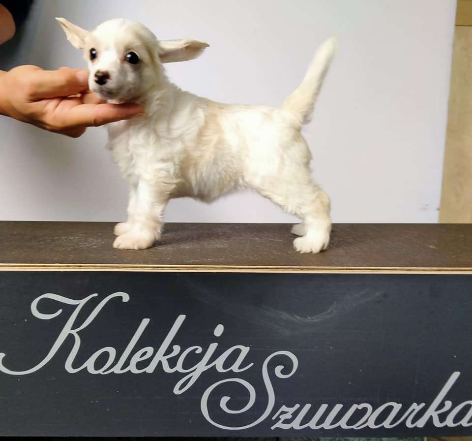 Saba Kolekcja Szuwarka