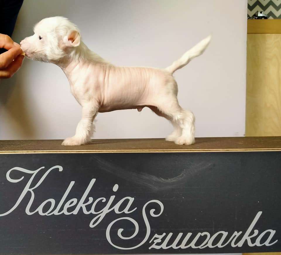 Solo Kolekcja Szuwarka