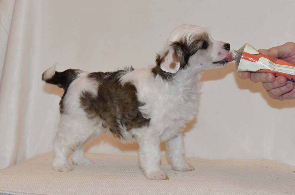 Ravenoak Bow Chicka Wow Wow