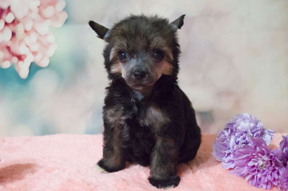 Oro Antenati Evgenika