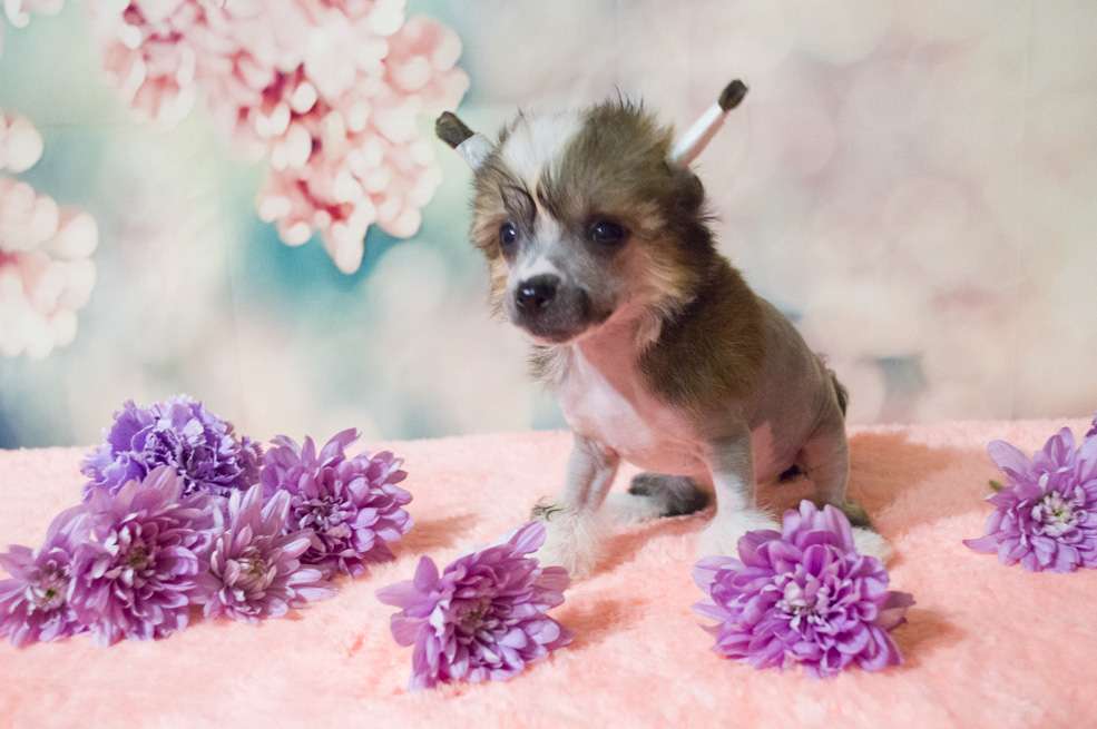 Oro Antenati Je L'aime Bien