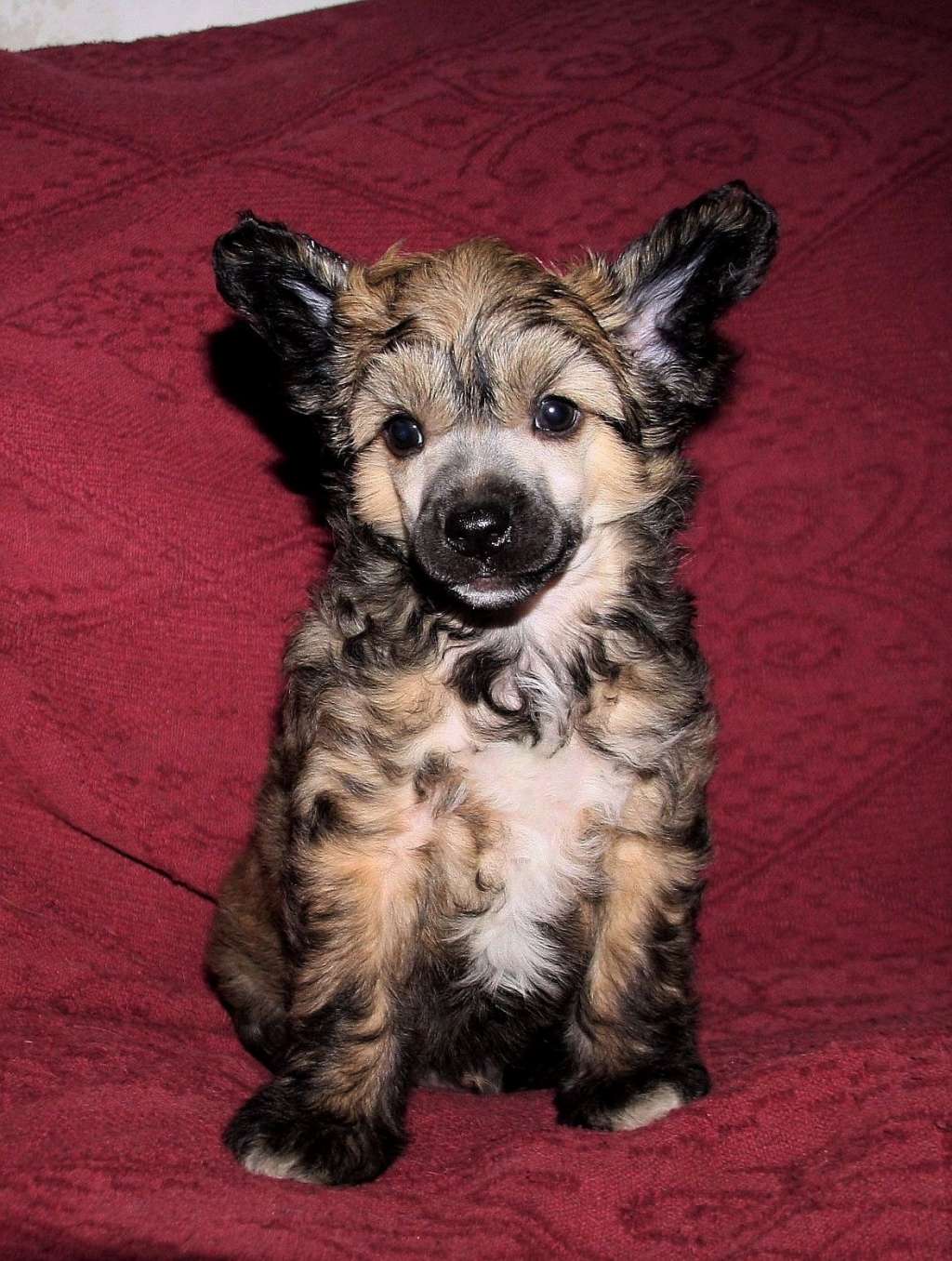 Be My Dog's Admiral Gold Jacket