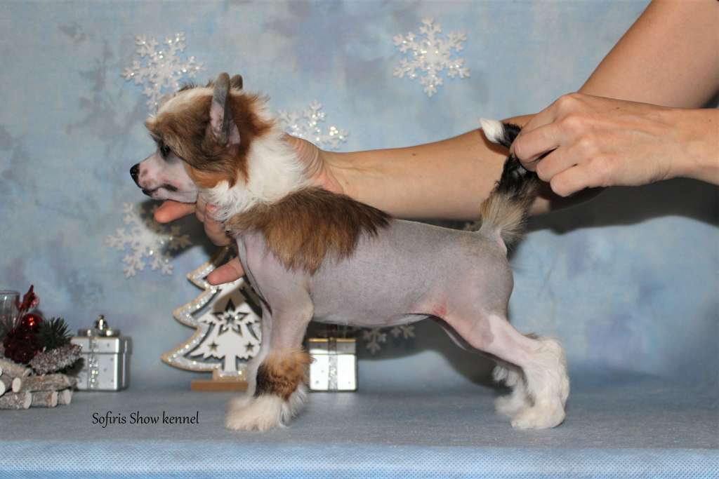 Sofiris Show Need For Attention