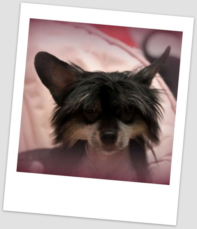 Waggingtail From Madagascar With Love