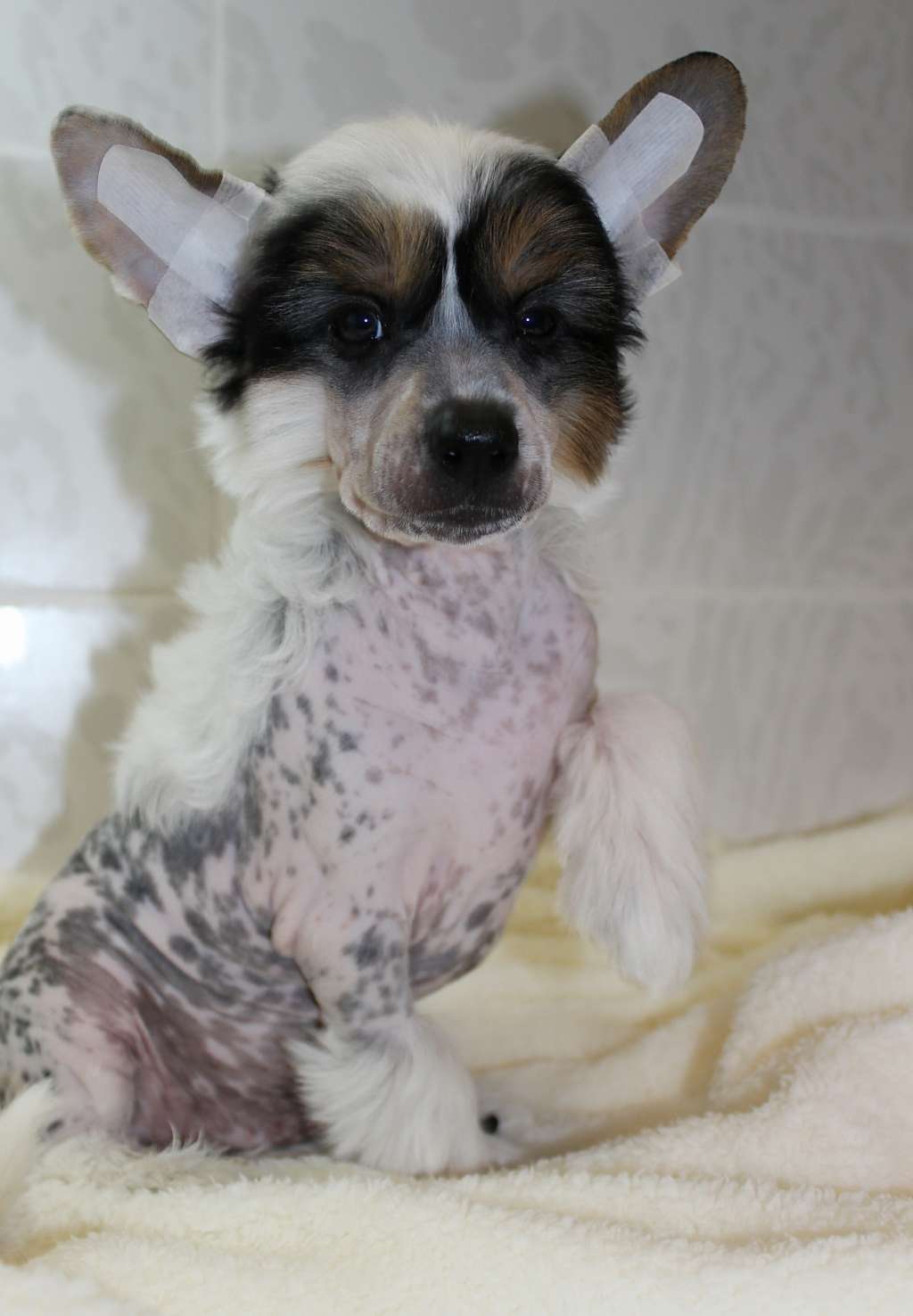 Olrif Colt Peacemaker