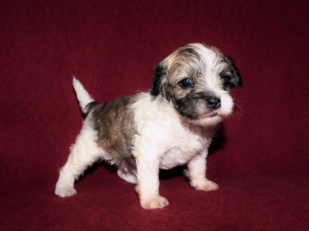 Be My Dog's Alvar Gets A Handle