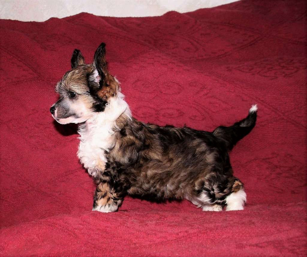 Be My Dog's Annabeth Plush Bum