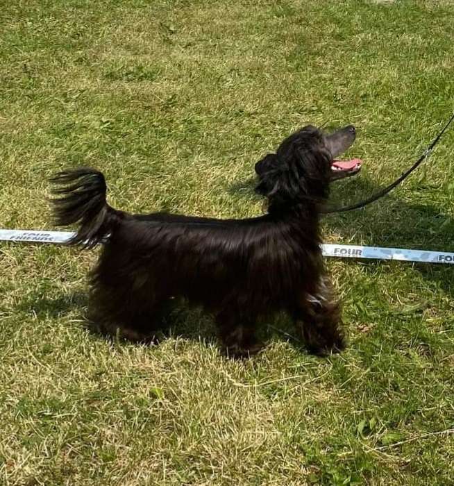 Swerotts Exquisite Liquorice Taste