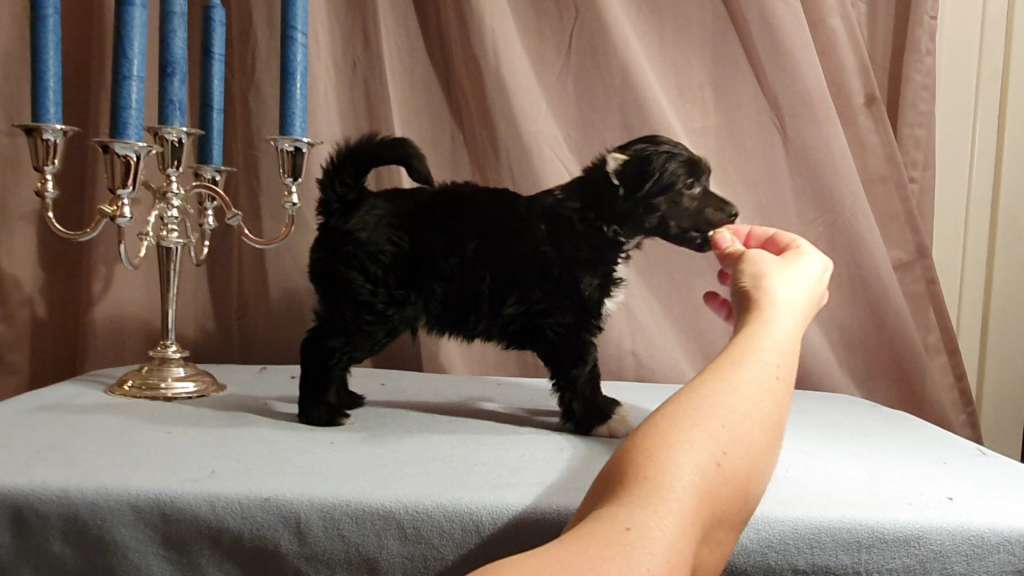 Swerotts Empire Of Liquorice Towers