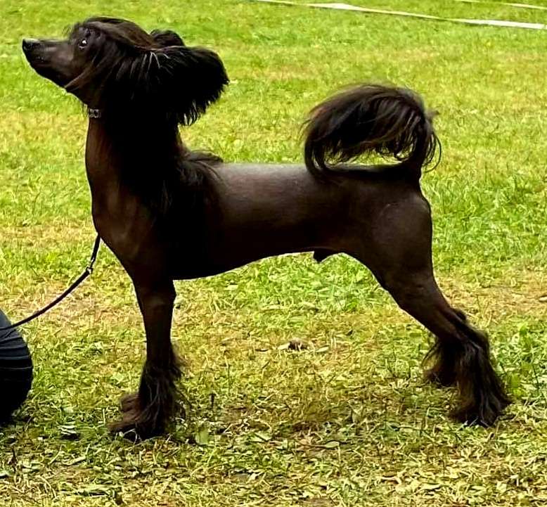 Swerotts Exigent Need For Liquorice