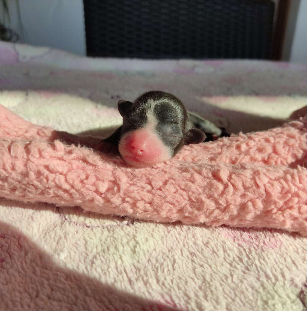 Little Dog Of Dream...