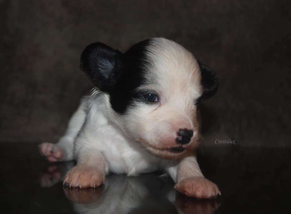 Crestilux Fantastic Formula