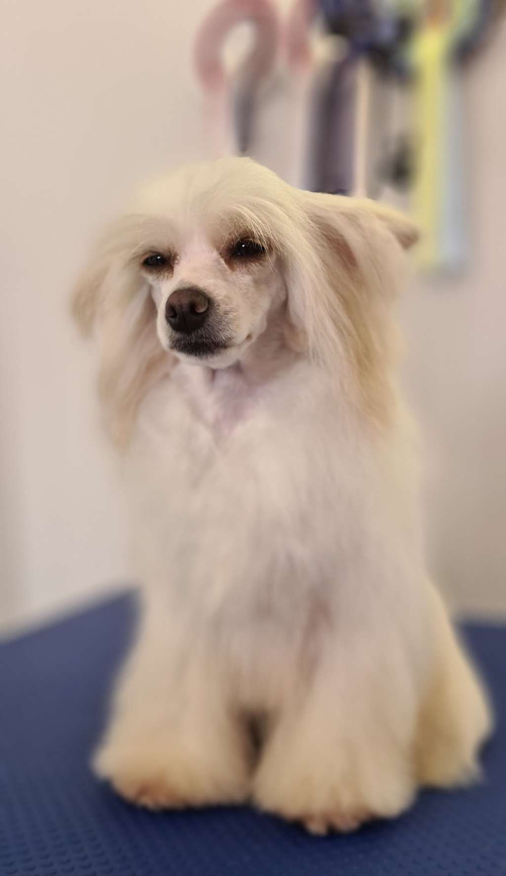 Nouvelle Égérie De l'Eden Angel