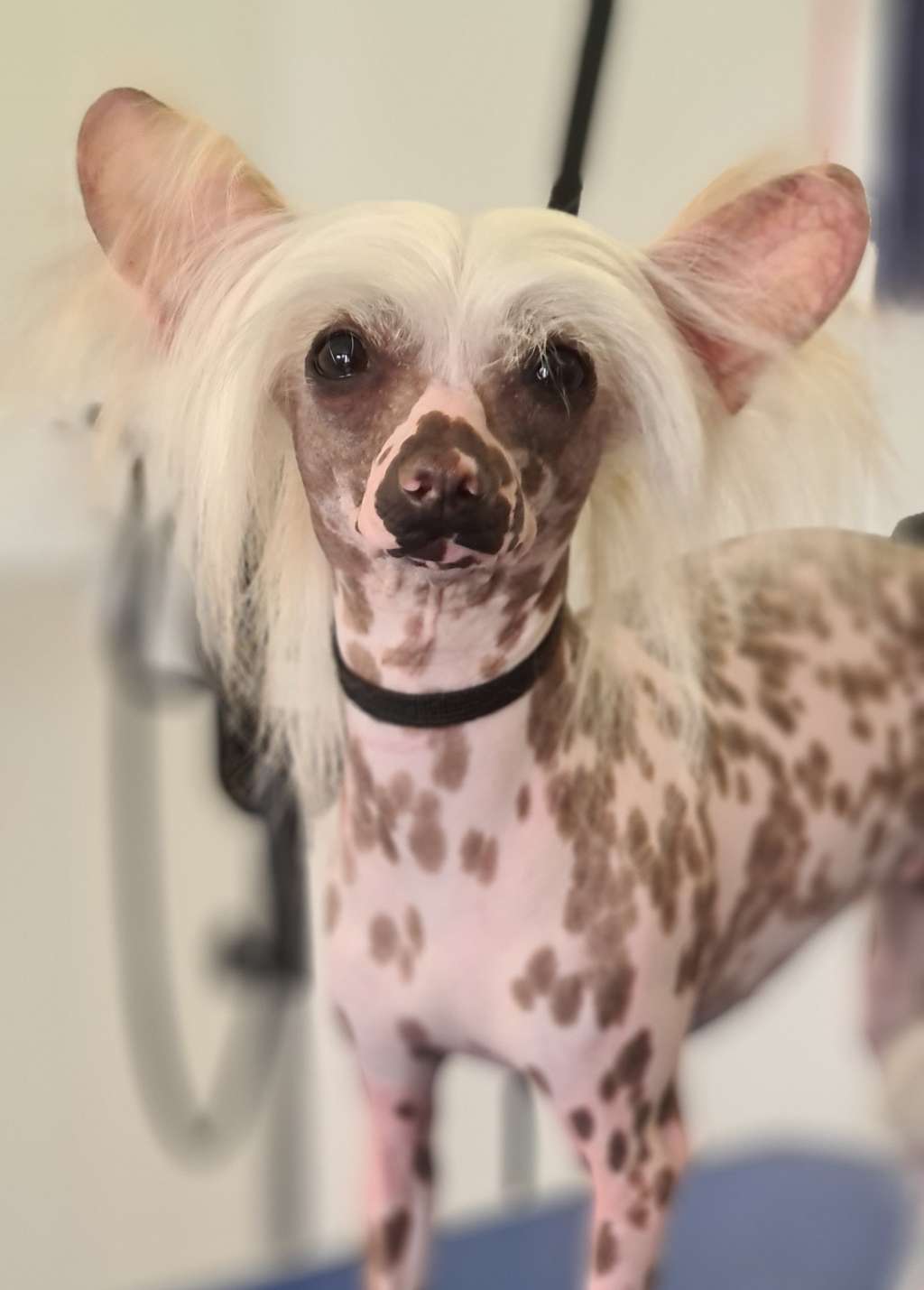 Nudité Absolue De l'Eden Angel