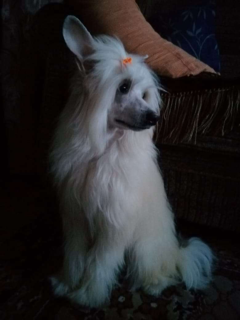 Daniella White iz Chudnoy Doliny