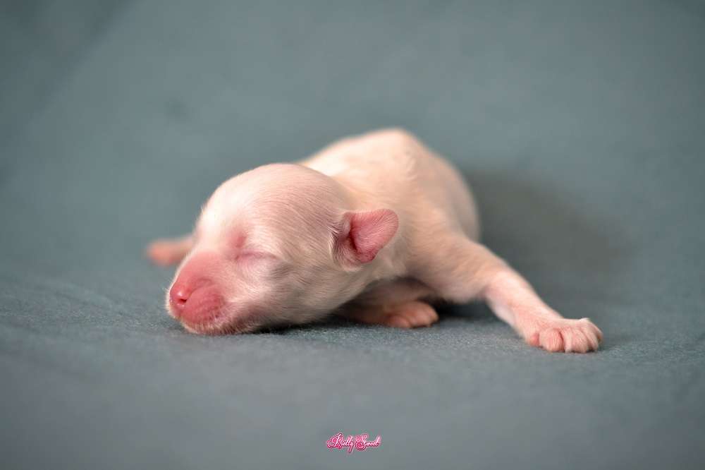 Future Warrior Pretty Sweet