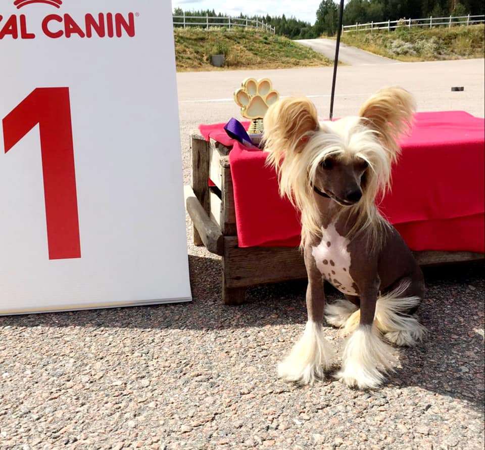 Concrete Clouds Surprise Surprise