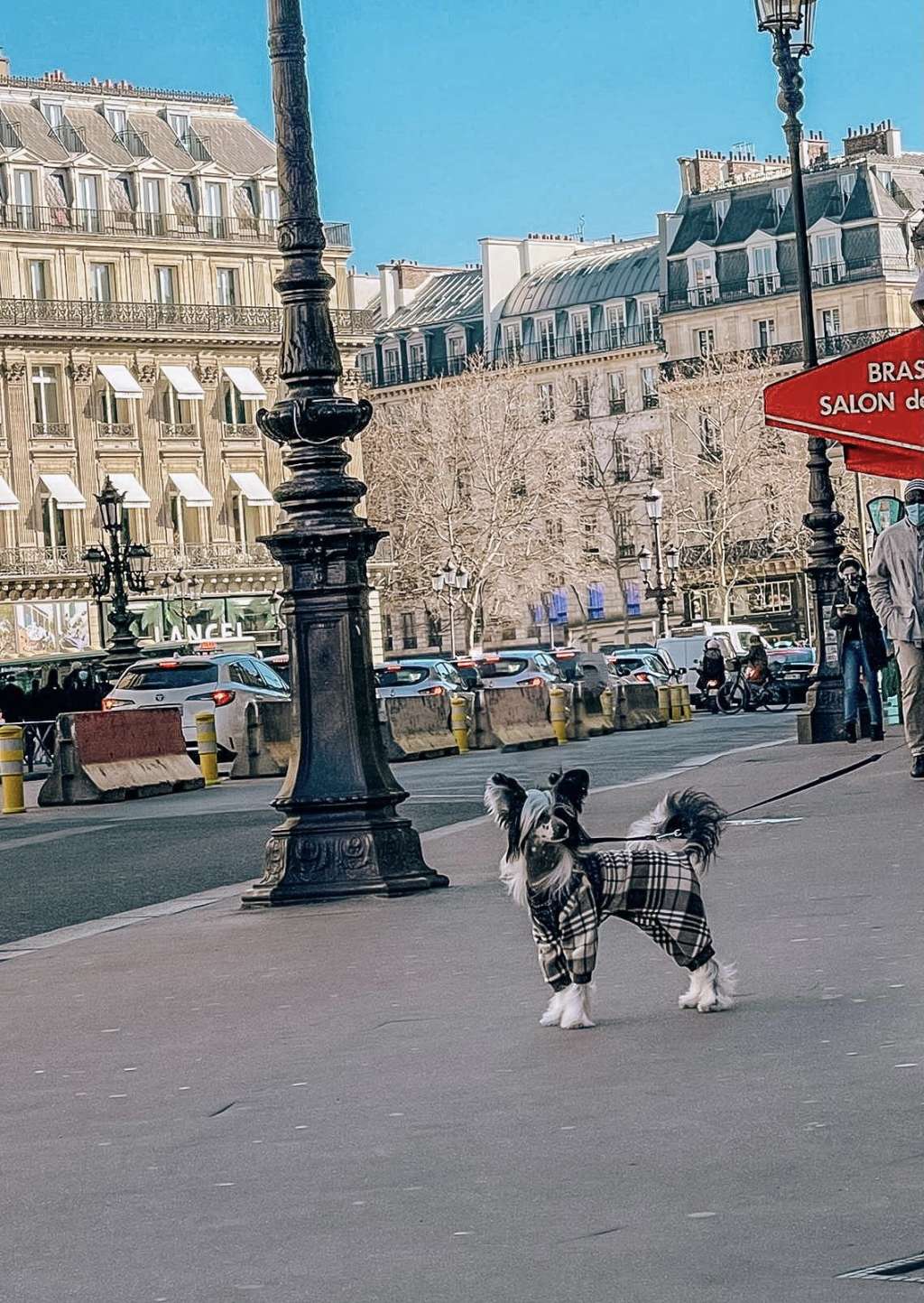 Dornel Amadeo vom Bayrischen Meer