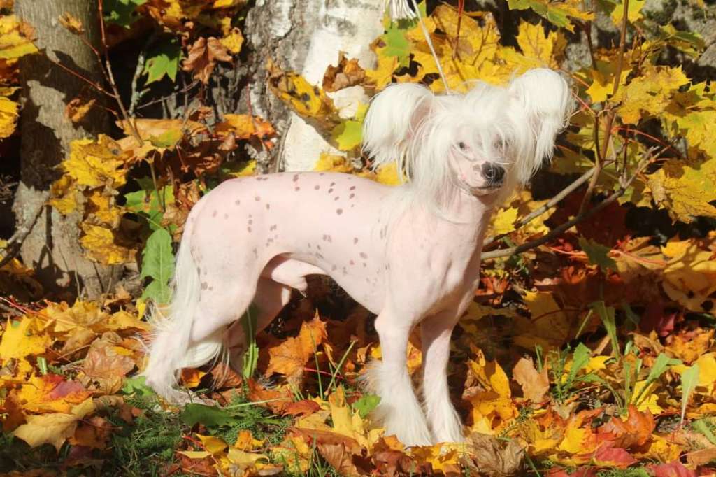 Kultapaimenen Butch Cassidy