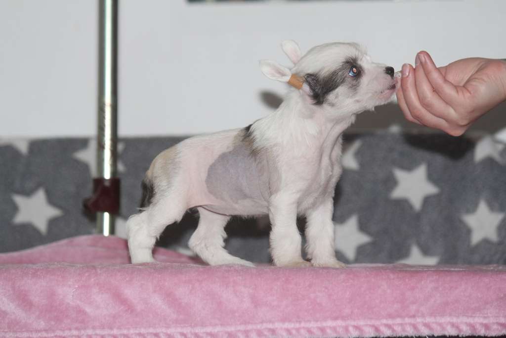 Kultapaimenen Belle Starr