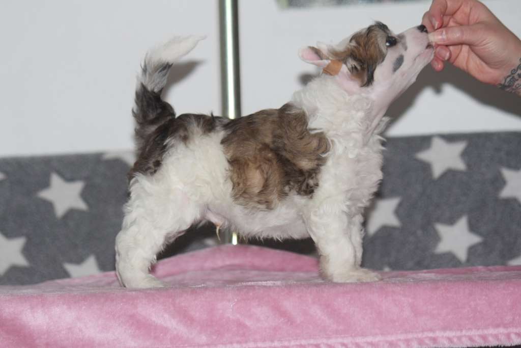 Kultapaimenen Billy The Kid